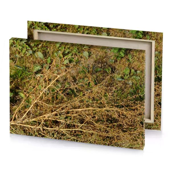a bird is standing in the grass sienna canvas - Image 4