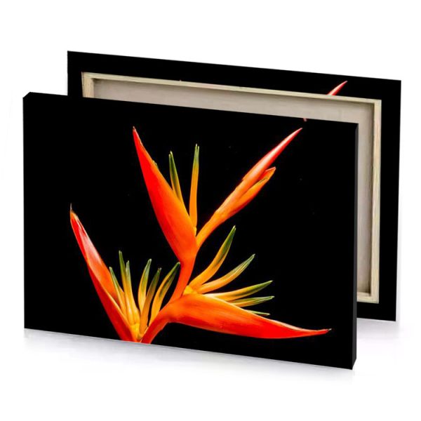 a bird of paradise flower scarlet canvas - Image 4