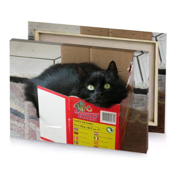 a black cat is sitting in box vermilion canvas - Image 4