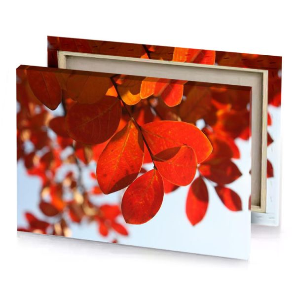 a close up of tree with red leaves scarlet canvas - Image 4