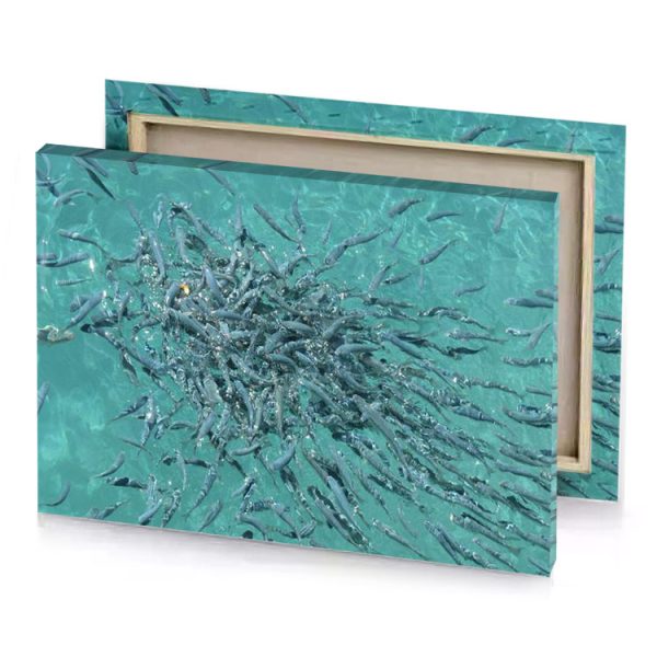 a large group of fish swimming in the ocean viridian canvas - Image 4