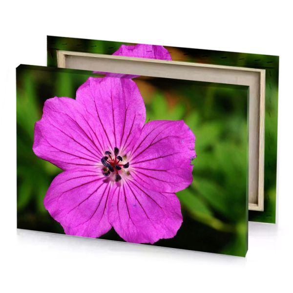 a purple flower with black center medium orchid canvas - Image 4