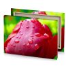 a red tulip with water droplets on it pale violet canvas - Image 4