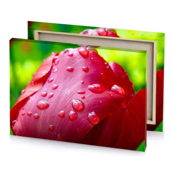 a red tulip with water droplets on it pale violet canvas - Image 4
