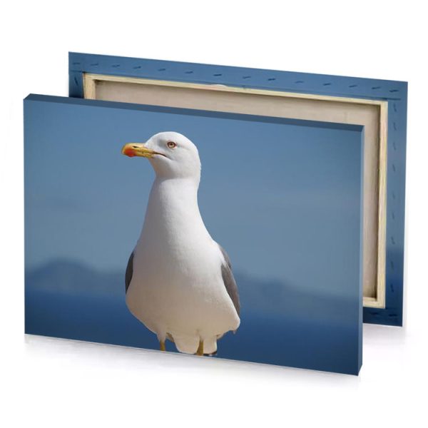 a seagul standing on rock with blue sky in the light slate gray canvas - Image 4