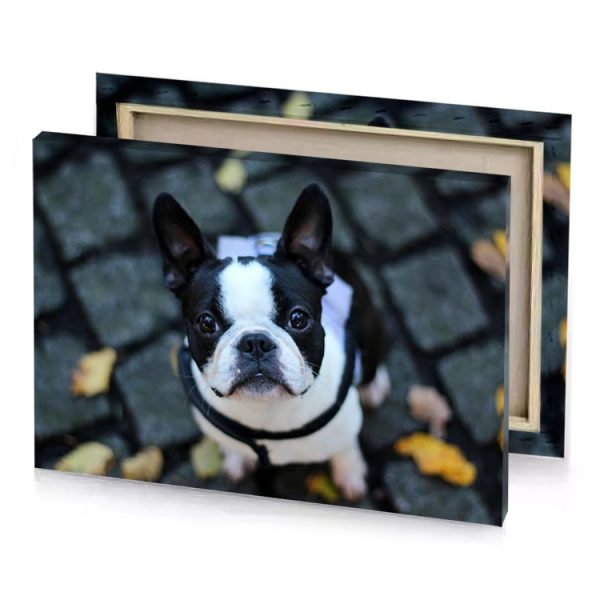 a small dog with collar on black surface light steel blue canvas - Image 4