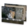 a small kitten walking on wall rosy brown canvas - Image 4