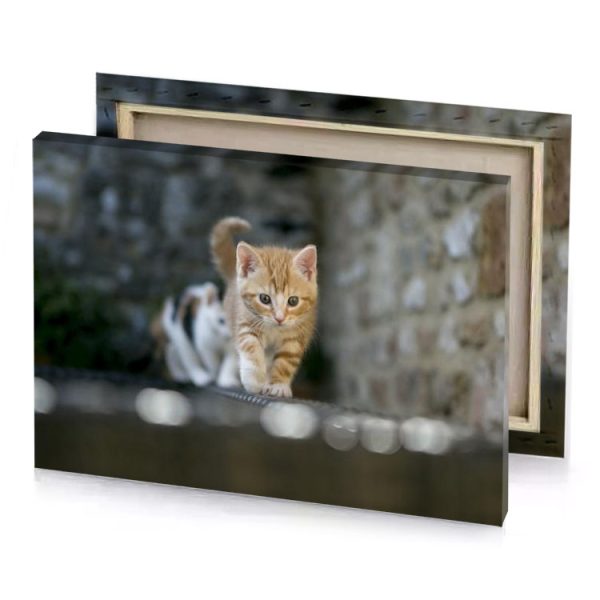 a small kitten walking on wall rosy brown canvas - Image 4