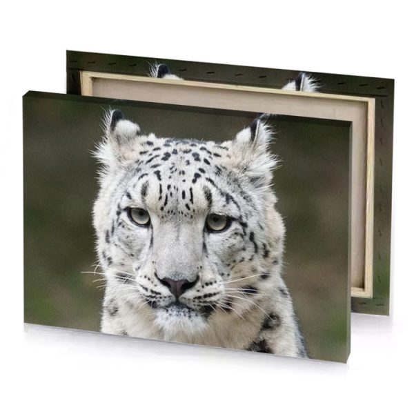 a snow leopard staring at the camera silver canvas - Image 4