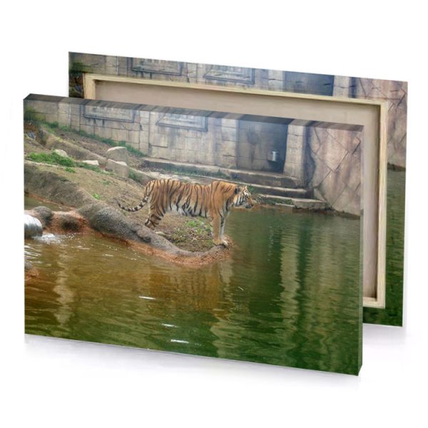 a tiger walking in body of water sienna canvas - Image 4