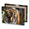a tiger walking through the woods peru canvas - Image 4