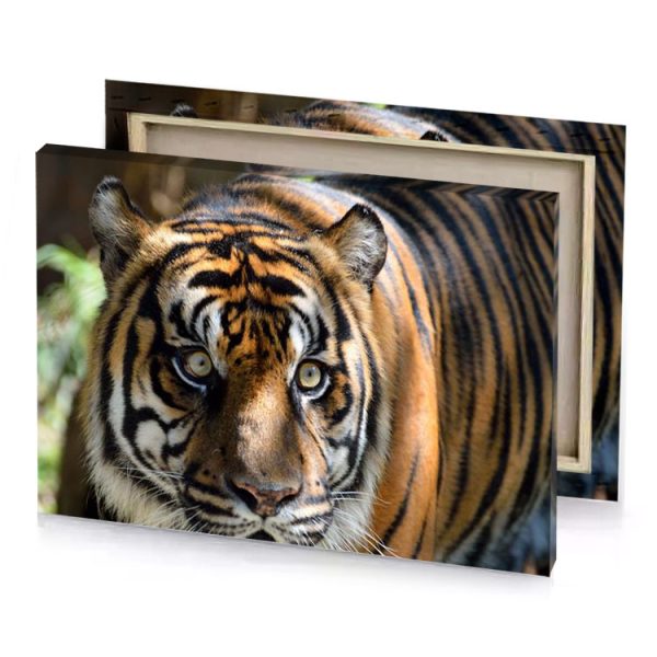 a tiger walking through the woods peru canvas - Image 4