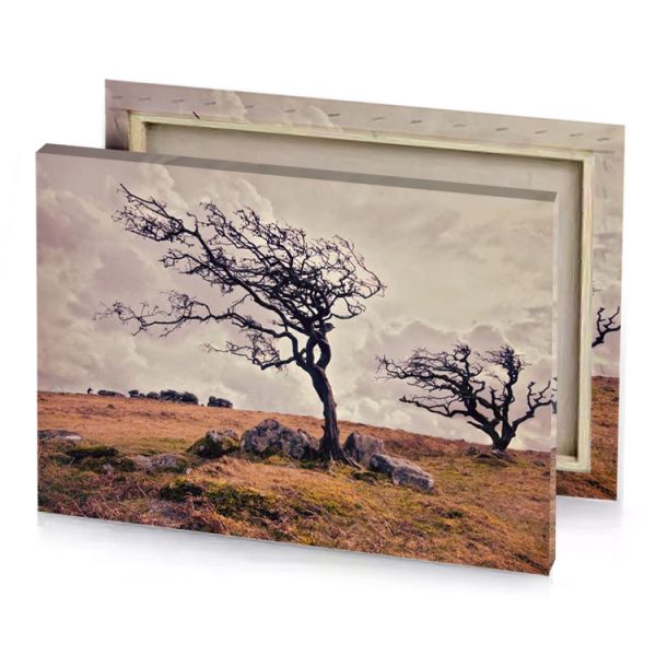a tree on hill silver canvas - Image 4