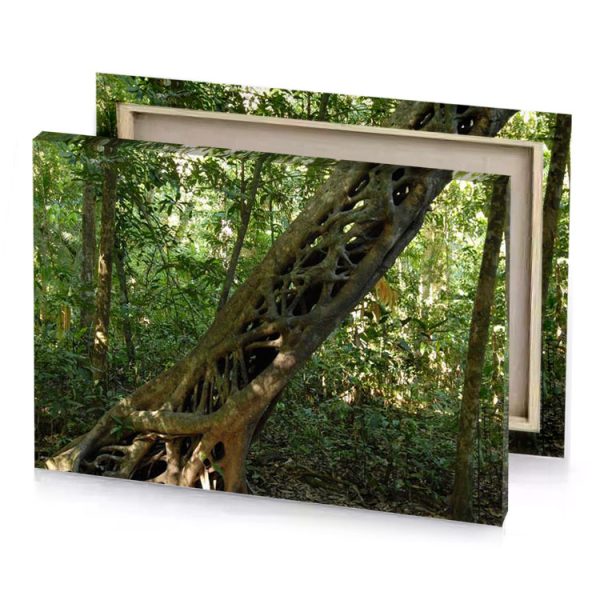 a tree trunk with very long bistre canvas - Image 4