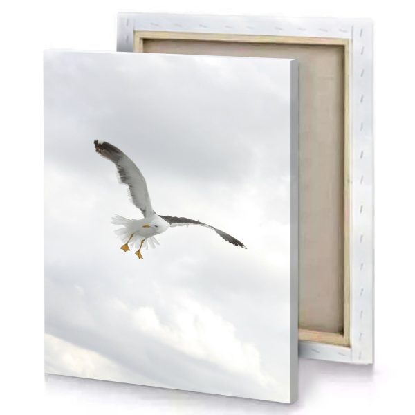 a bird flying in the sky manatee canvas - Image 4