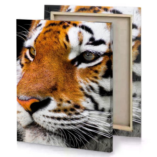 a close up of tiger s face sienna canvas - Image 4