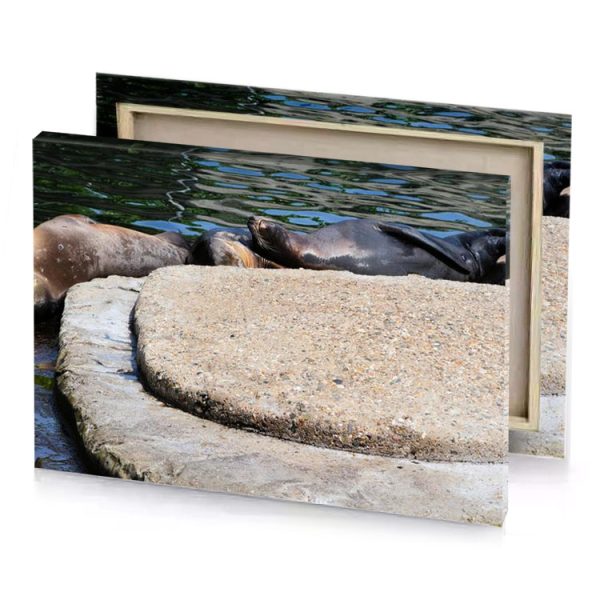a couple of sea lions laying on rock silver canvas - Image 4