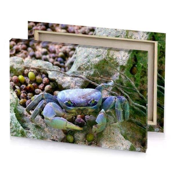 a crab on the rocks light steel blue canvas - Image 4