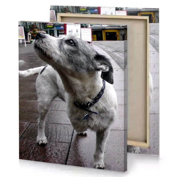 a dog standing on sidewalk with its mouth open dim gray canvas - Image 4