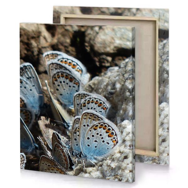 a group of blue butterflies sitting on rock gray canvas - Image 4