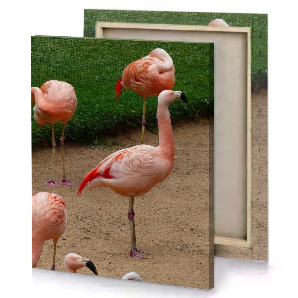 a group of flamingos standing on dirt field zinnwaldite brown canvas - Image 4