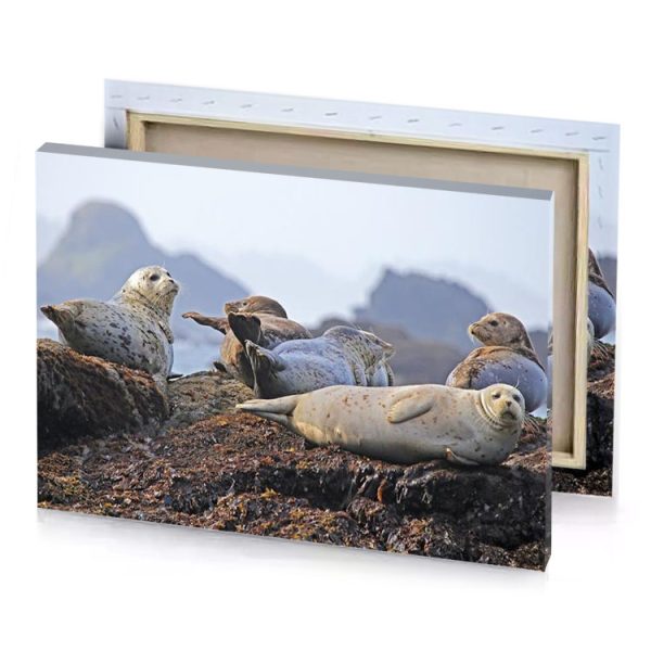 a group of seals sitting on rocky beach manatee canvas - Image 4