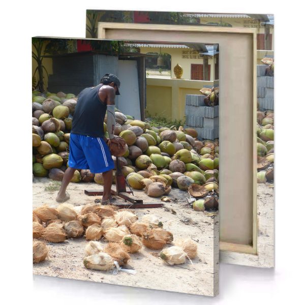 a man is picking coconuts from pile sapphire canvas - Image 4