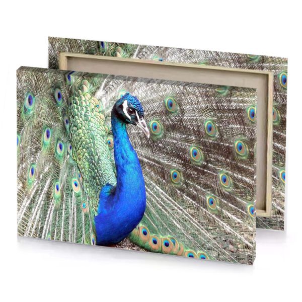 a peacock with its feathers spread out dodger blue canvas - Image 4