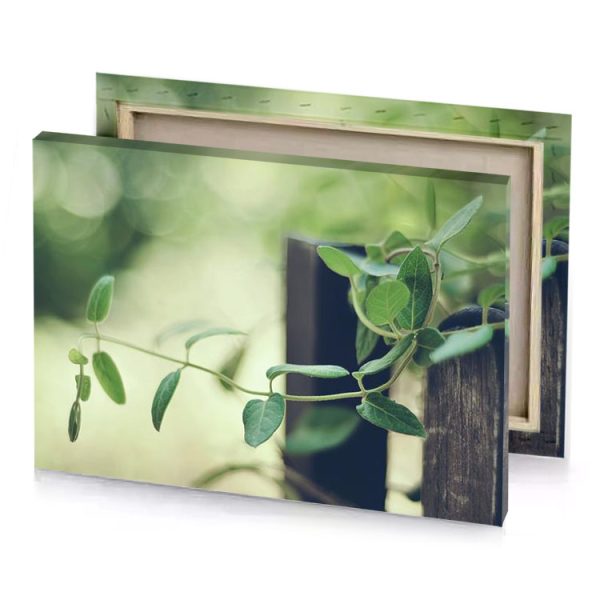 a plant growing on wooden fence pearl canvas - Image 4