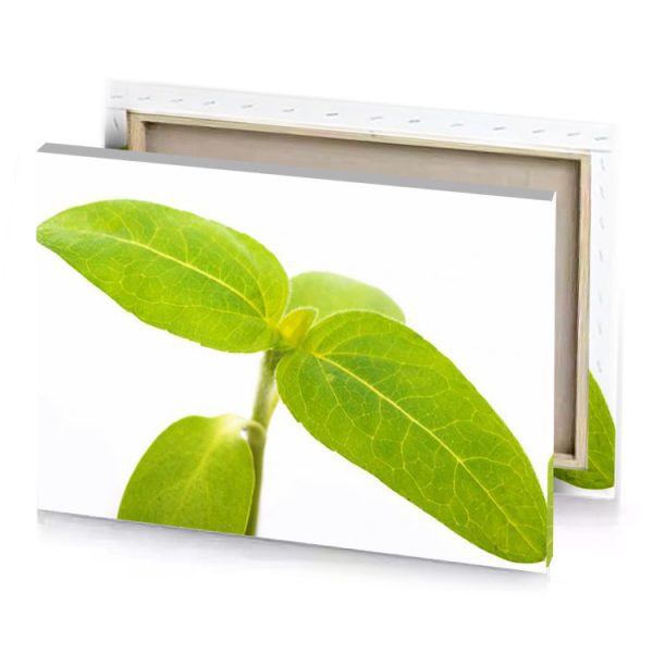 a plant with green leaves on it yellow canvas - Image 4
