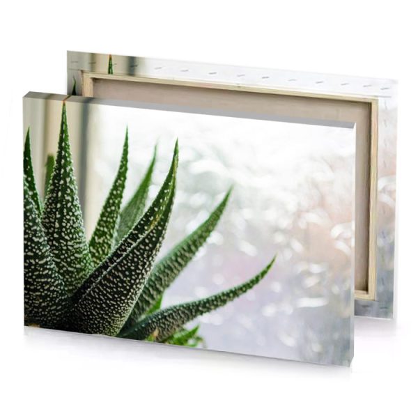 a pot of aloe fern green canvas - Image 4