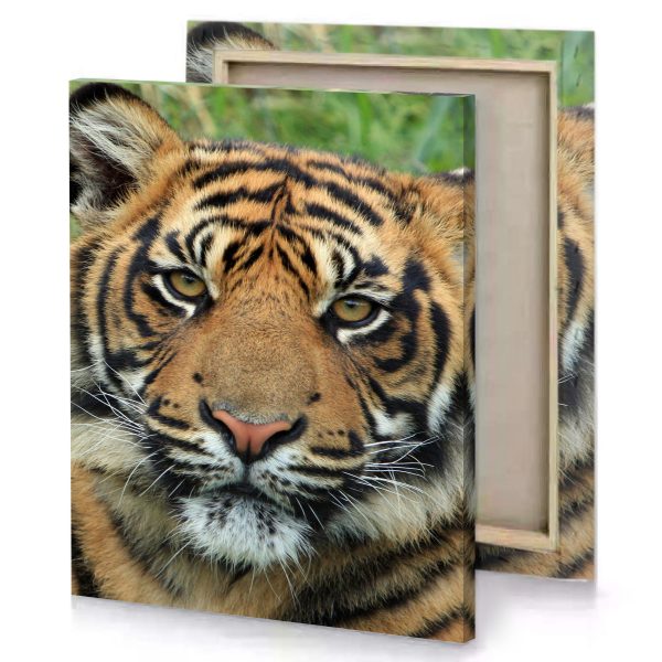 a tiger with very big face peru canvas - Image 4
