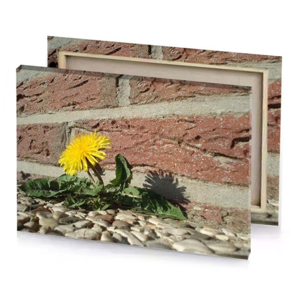 a yellow flower is growing in between brick wall golden poppy canvas - Image 4