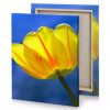 a yellow tulipa flower with blue sky background canary canvas - Image 4