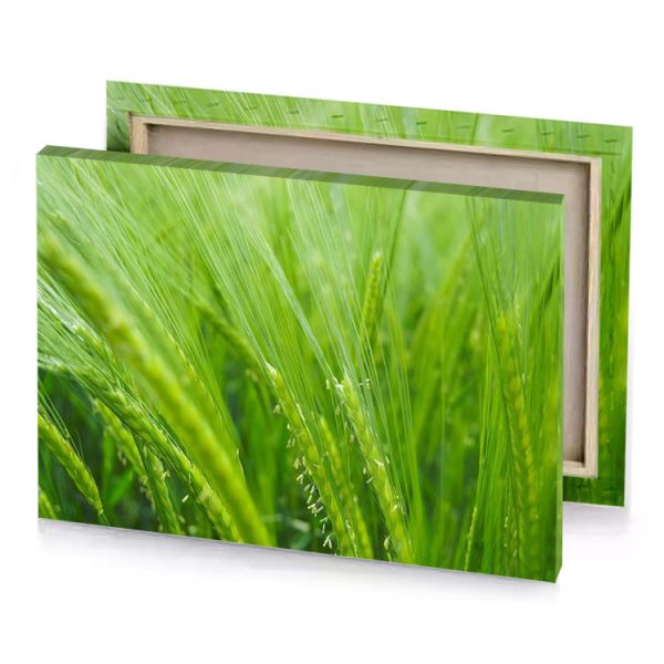 green wheat field close up olive drab canvas - Image 4