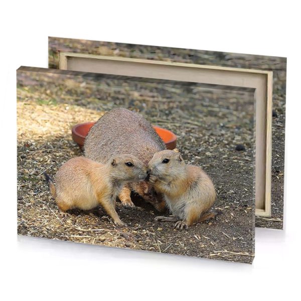 groundhogs eating food rosy brown canvas - Image 4