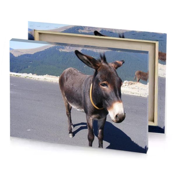 two donkeys standing on the side of a road gray canvas - Image 4