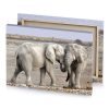 two elephants standing in a dry area with blue sky eggshell canvas - Image 4