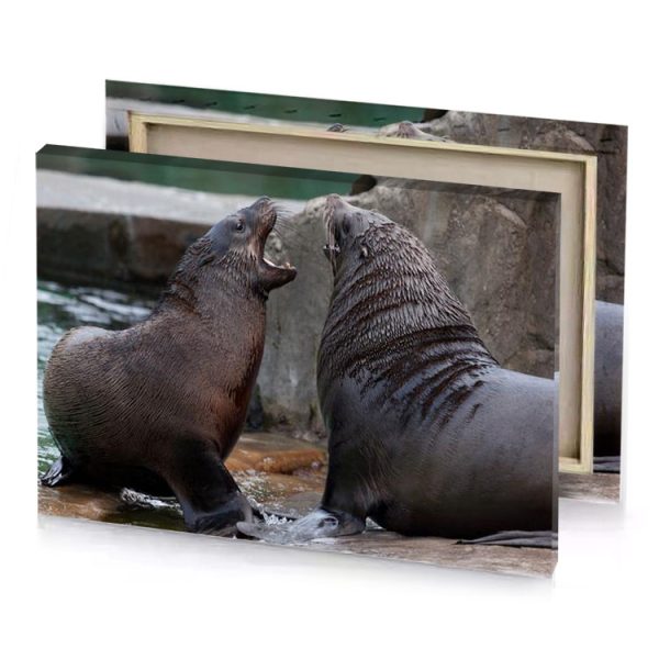 two seals playing in the water charcoal canvas - Image 4