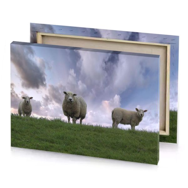 two sheep standing on a grassy hill manatee canvas - Image 4