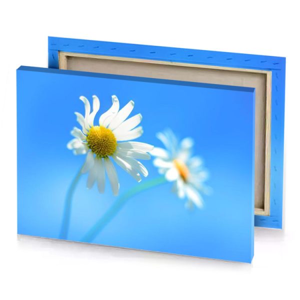 two white dai light sky blue canvas - Image 4