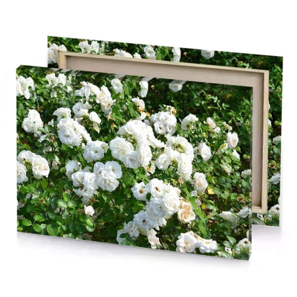 white roses in the garden platinum canvas - Image 4