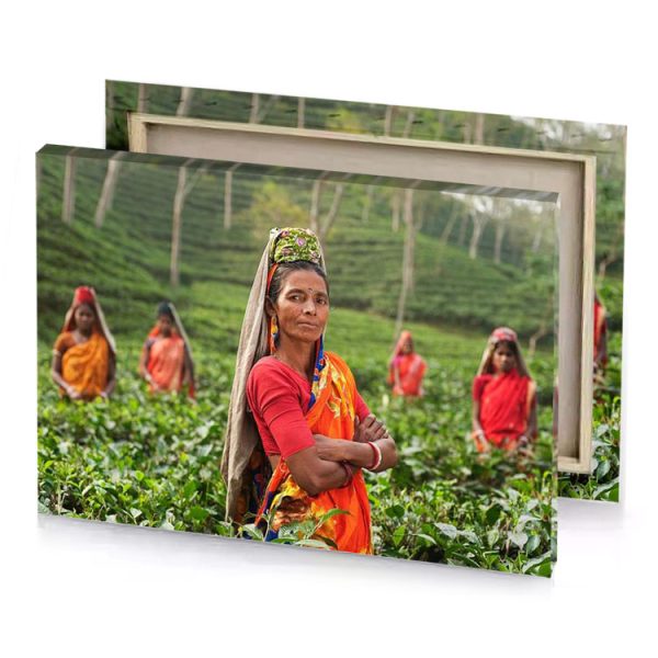 women picking tea leaves in a plantation dim gray canvas - Image 4