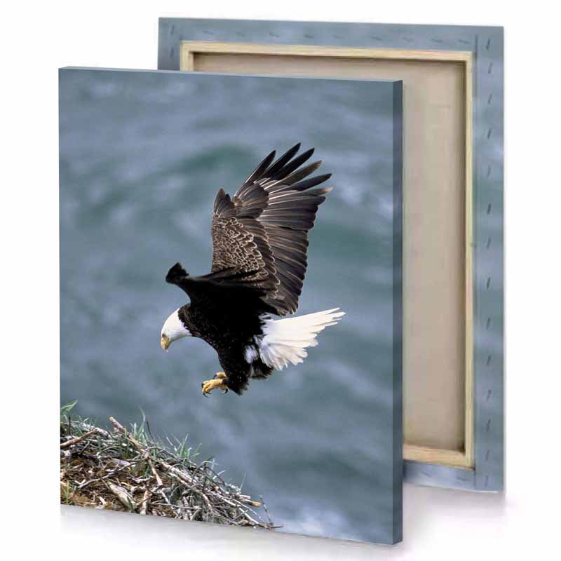a bald eagle flying over nest on the shore smoky black canvas