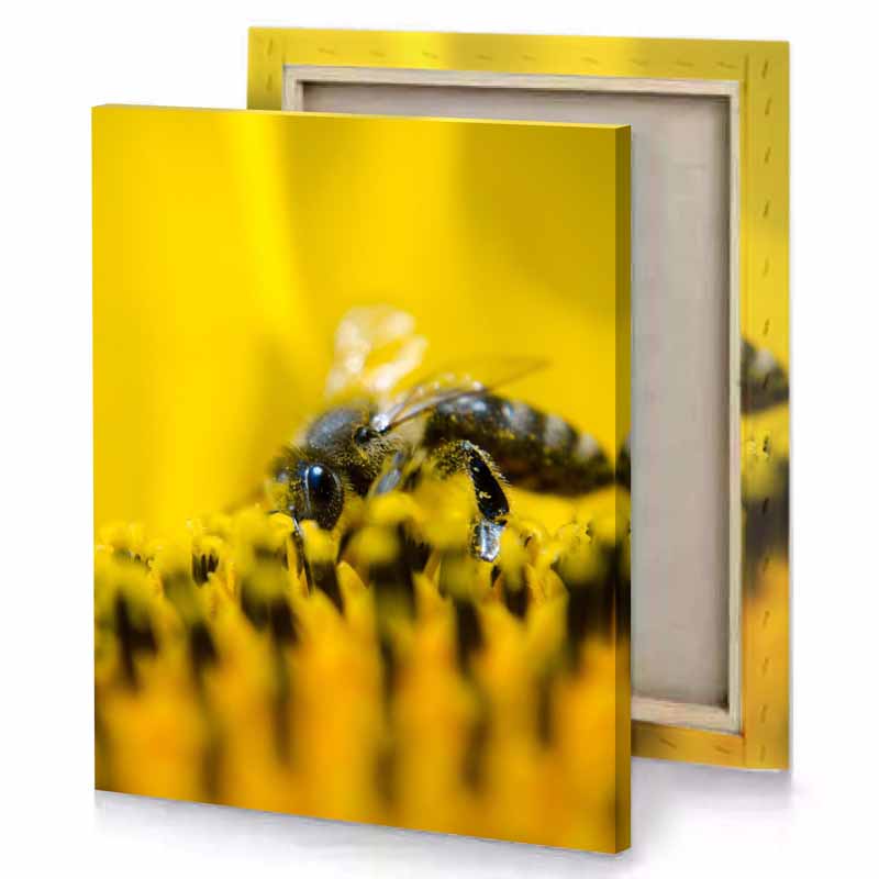 a bee on yellow flower golden poppy canvas