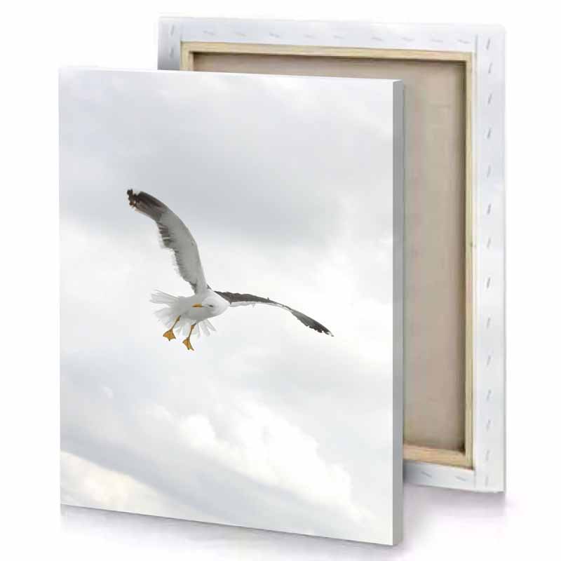 a bird flying in the sky manatee canvas