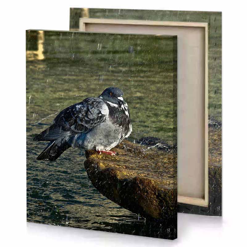 a bird standing on rock in the water dark olive green canvas