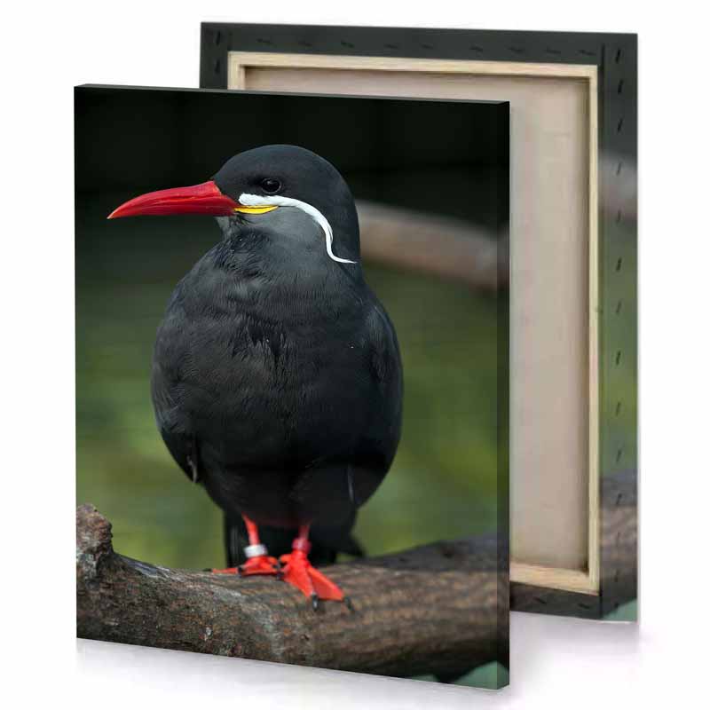 a bird with red beak sitting on branch bistre canvas