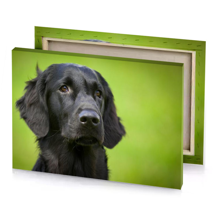 a black dog with green background dark khaki canvas