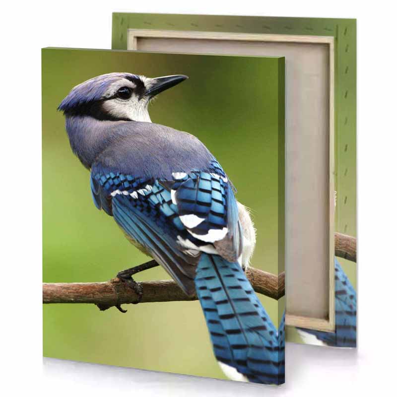 a blue jay perched on branch slate gray canvas